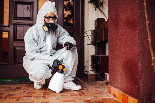 Reliable Wasp Removal contractor in Springfield, MN by Show Me Pest Control
